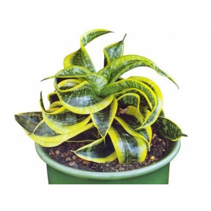 Termurah Tanaman Hias Sansivera Twister Sister - Tanaman Hias Indoor