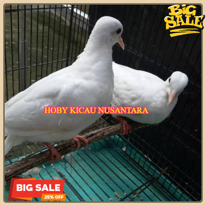 burung tekukur putih langka mewah mempesona