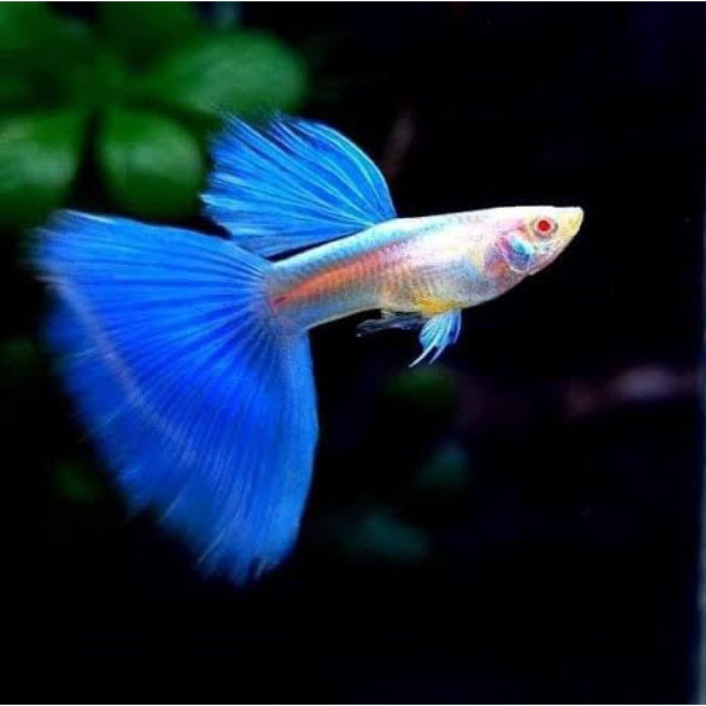 AKSESORIS AQUARIUM SEPASANG GUPPY SKY BLUE TOPAZ