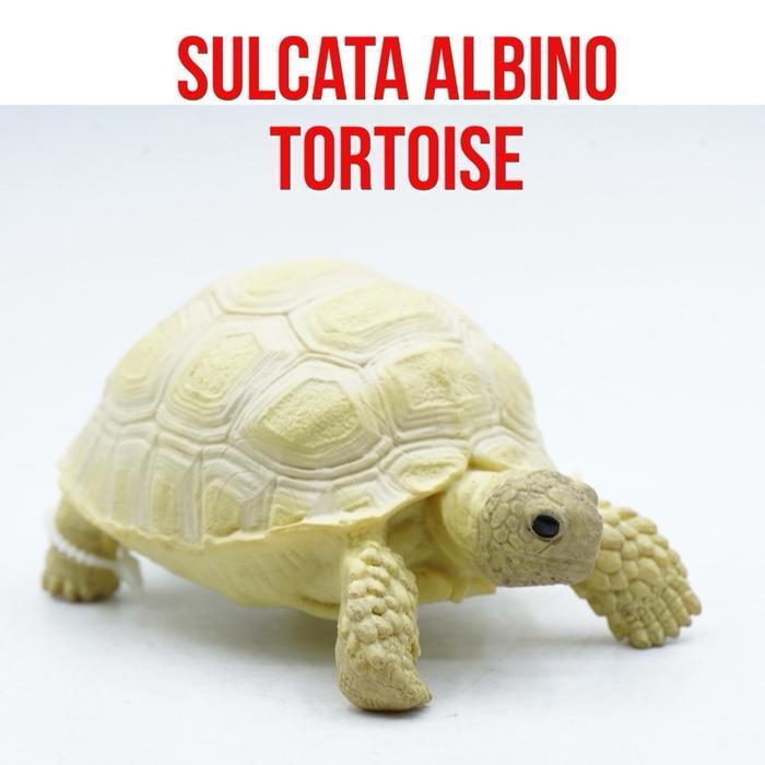 KROL Albino Sulcata Tortoise Giant Tortoise Kura Kura Darat Raksasa Sulkata Albino Centrochelys sulc