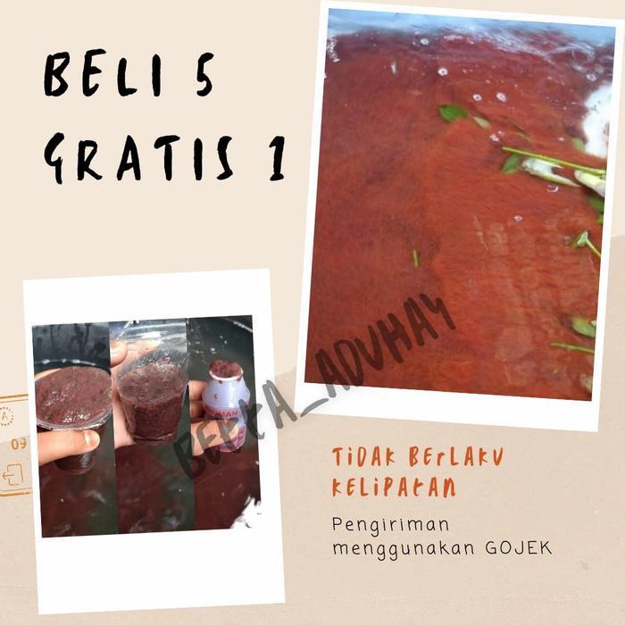 PREMIUM cacing sutra pakan ikan cupang