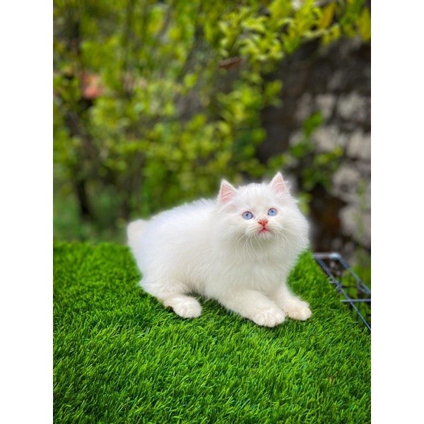 kucing persia kitten persia betina redpoint