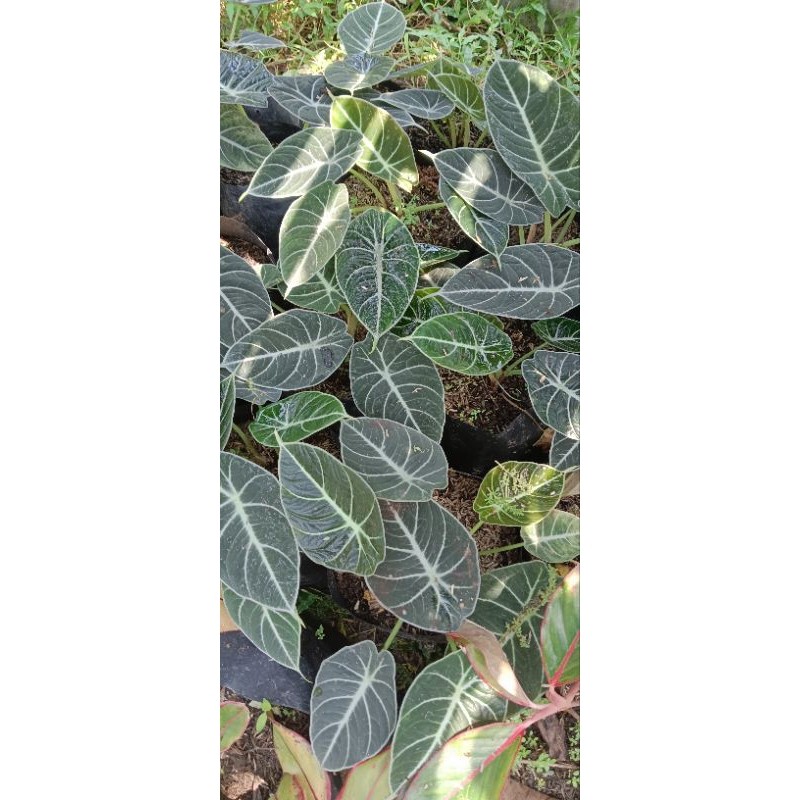 Alocasia Black Velvet Dewasa – Tanaman Hias Daun Hitam Beludru Eksotis Premium Indoor Plant