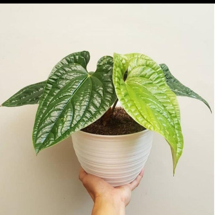 tanaman hias anthurium sirih / anthurium sirih