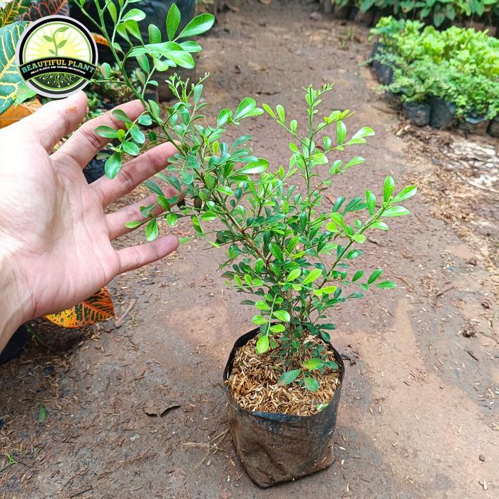 bahan bonsai kemuning mikro - bibit tanaman kemuning mikro