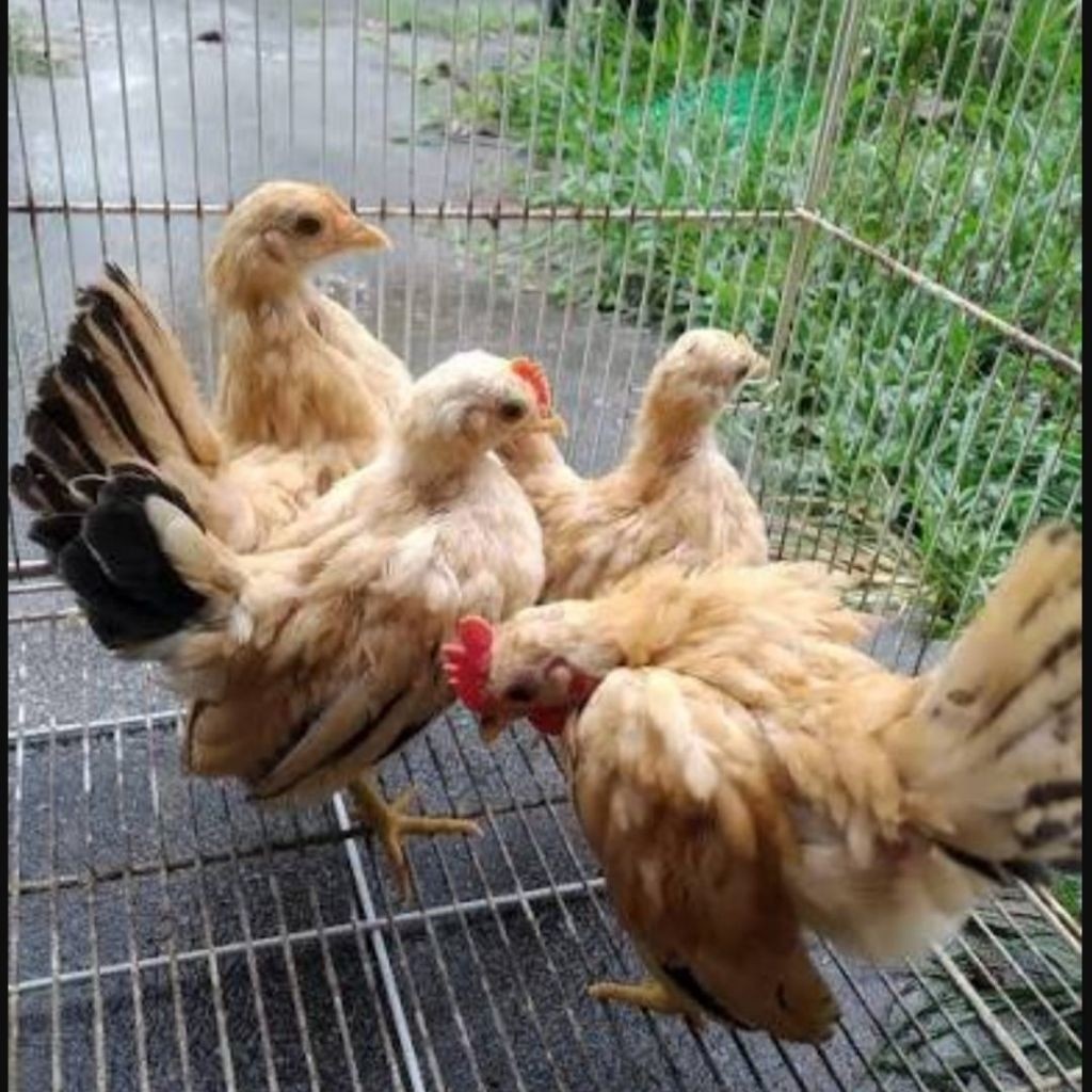 AUPSHOP Ayam Serama Anakan Usia 1-2 Bulan (Starter)