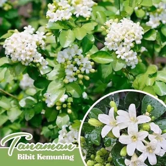 Tanaman Bunga Kemuning Wangi-Tanaman Kayu Wangi-Pohon Anti Nyamuk-Bunga Kemuning daun