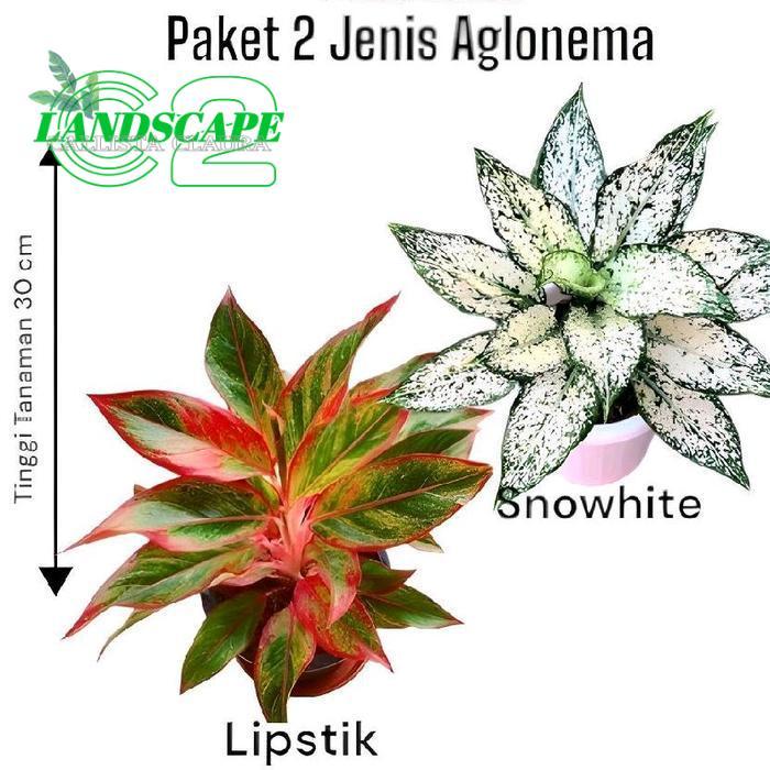 Paket 2 jenis Aglonema - Aglonema Lipstik - Aglonema Snow white - Aglonema - Tanaman pot hiasan