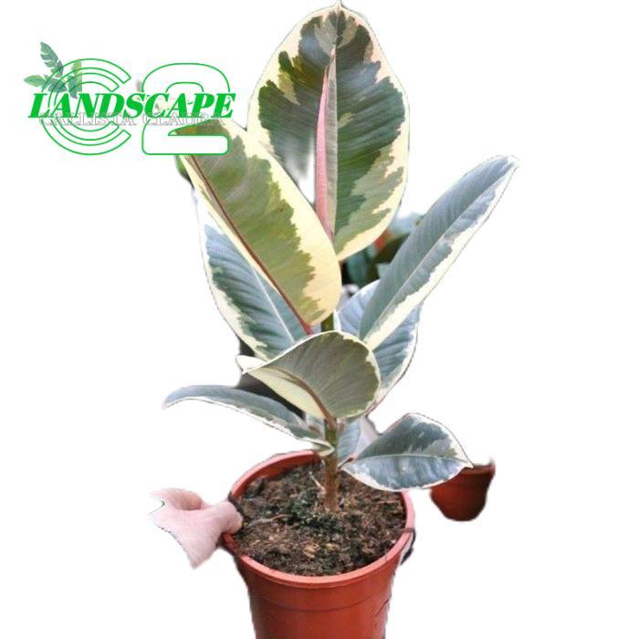 tanamanhias karet kebo varigata - tanaman karet kebo varigata