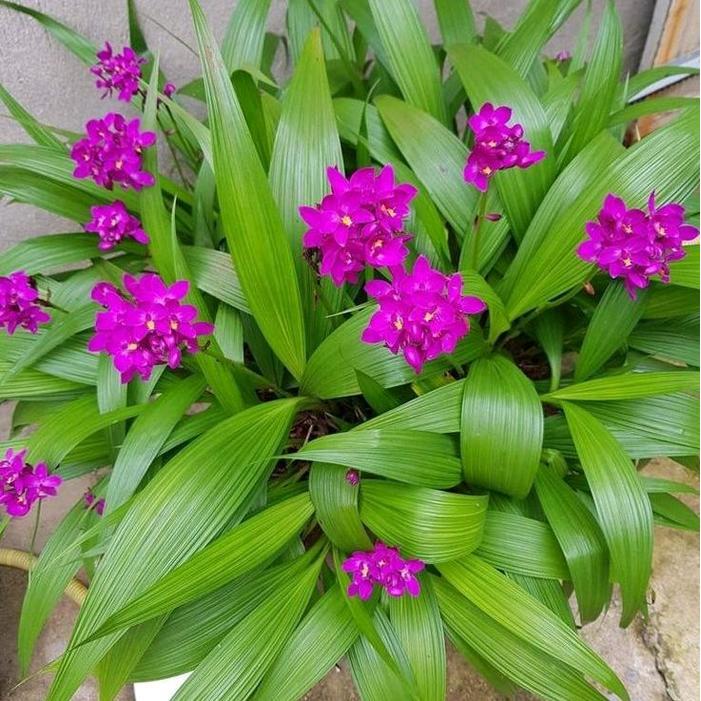 tanaman hias anggrek tanah - bunga anggrek tanah - bibit tanaman bunga - anggrek tanah - bunga ungu