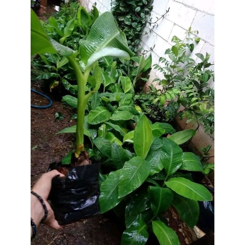 Bibit Pisang Kepok Kuning Jumbo Tahan Hama