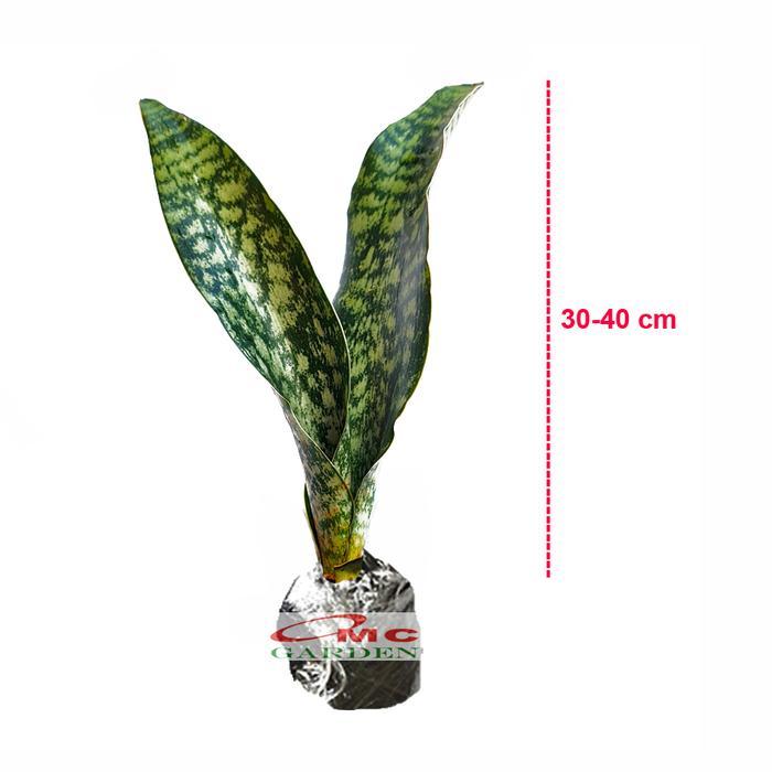 Lidah Mertua Sansevieria Sansivera Zeylanica Hijau Tua Zebra 30-40 Best