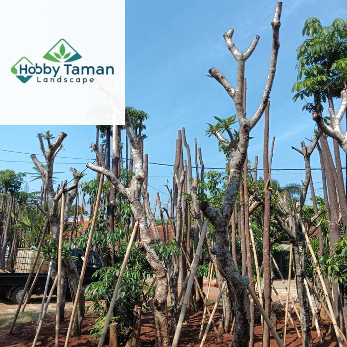 Kamboja fosil tinggi 3 meter