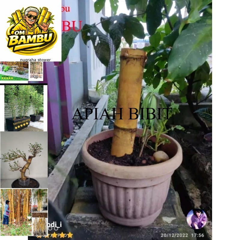 bibit bambu kuning jumbo ukuran besar