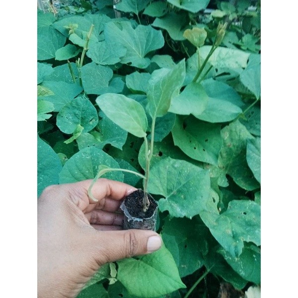 Bibit Tanaman Terong hijau JUMBO/BESAR siap tanam (Beli 10 Bonus 1)