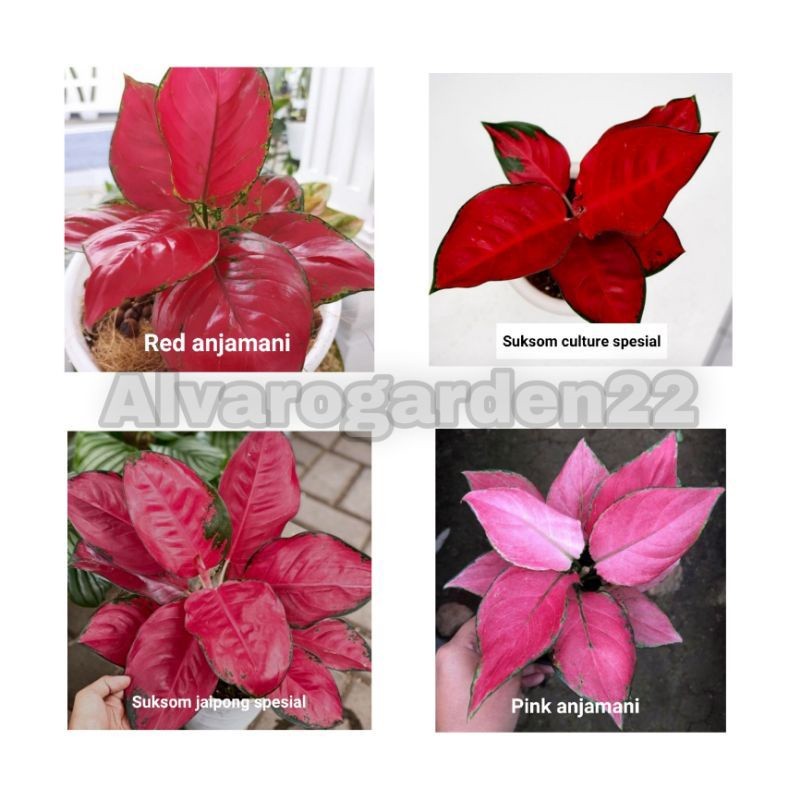 paket 4 bibit aglonema /bibit aglonema Murah