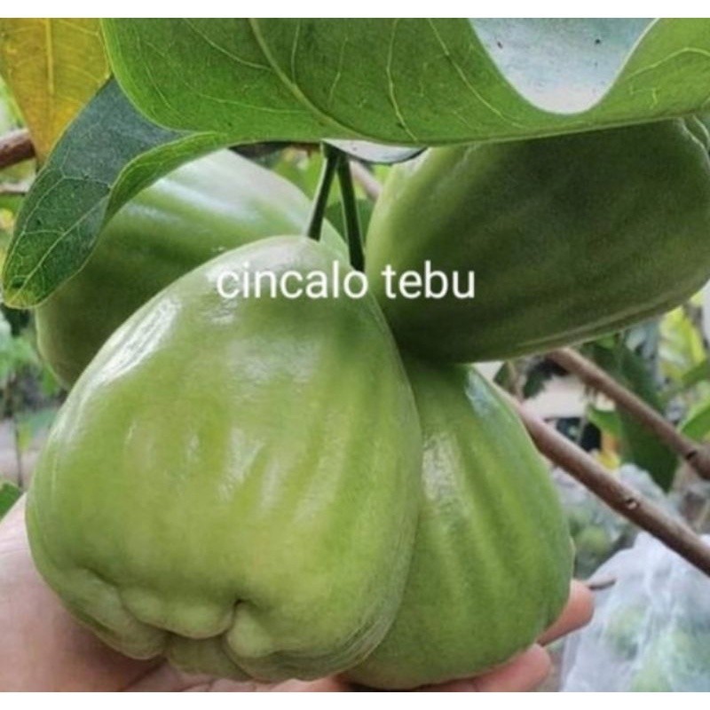 Bibit JAMBU air cincalo tebu Jambu HIJAU