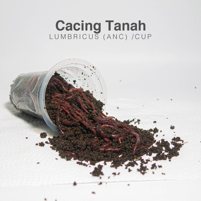 Cacing Tanah Pakan Hidup Per Cup Lumbricus (ANC)