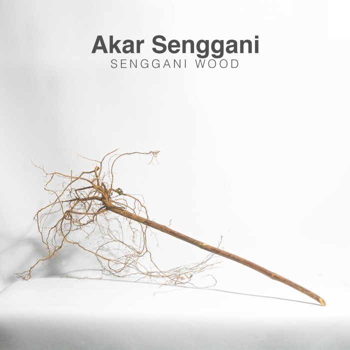 Akar Kayu Senggani Aquascape Aquarium