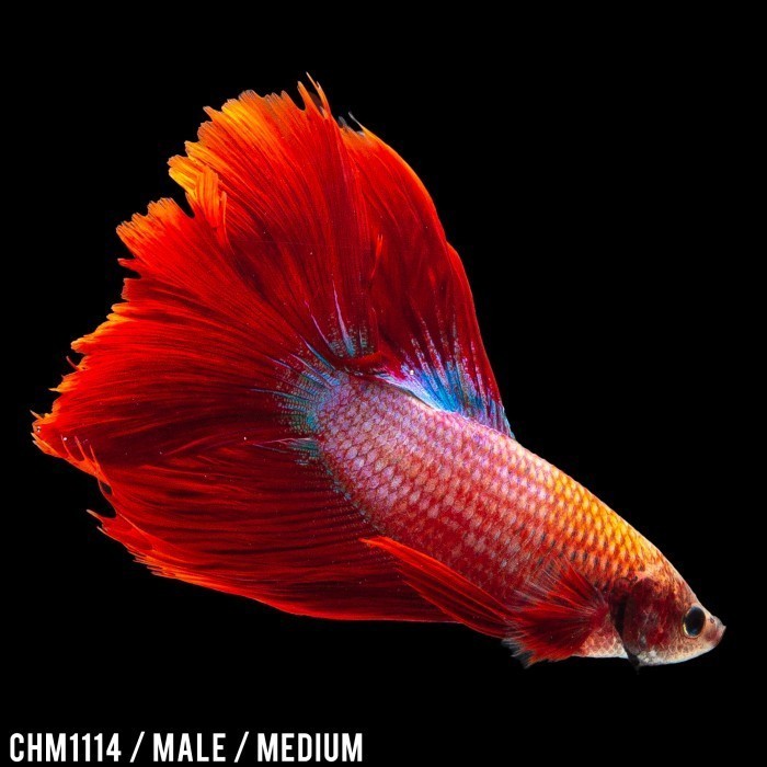 Betta Halfmoon Red Flame / Cupang Halfmoon Red Flame / Rosetail