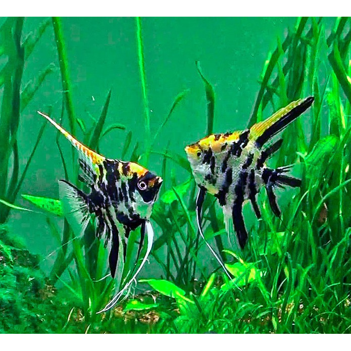 Manfish Tricolor / Angel FIsh / Ikan Hias Aquascape / Air Tawar