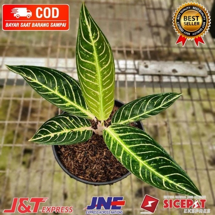 Terbaru ( BISA BAYAR DI TEMPAT ) aglonema pride of Sumatra white anakan LETSGOGARDEN