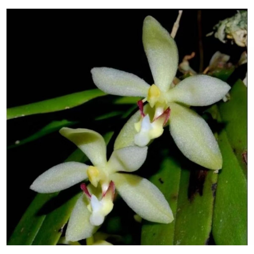 Anggrek peteroceras palidum dewasa siap berbunga  sudah sama media tanam mos hitam