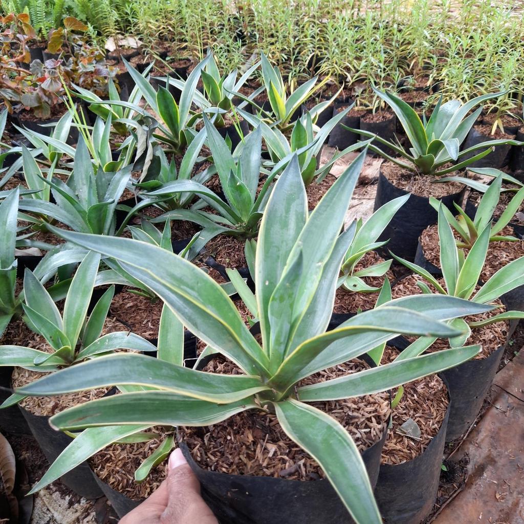Tanaman Hias Agave King Hijau// Pohon Agave King