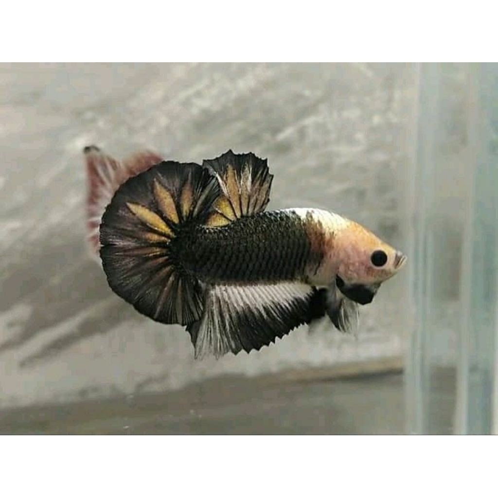 PK Fancy Coopper StarTail | Plakat Fancy Coopper Line FCCP HIASAN AKUARIUM