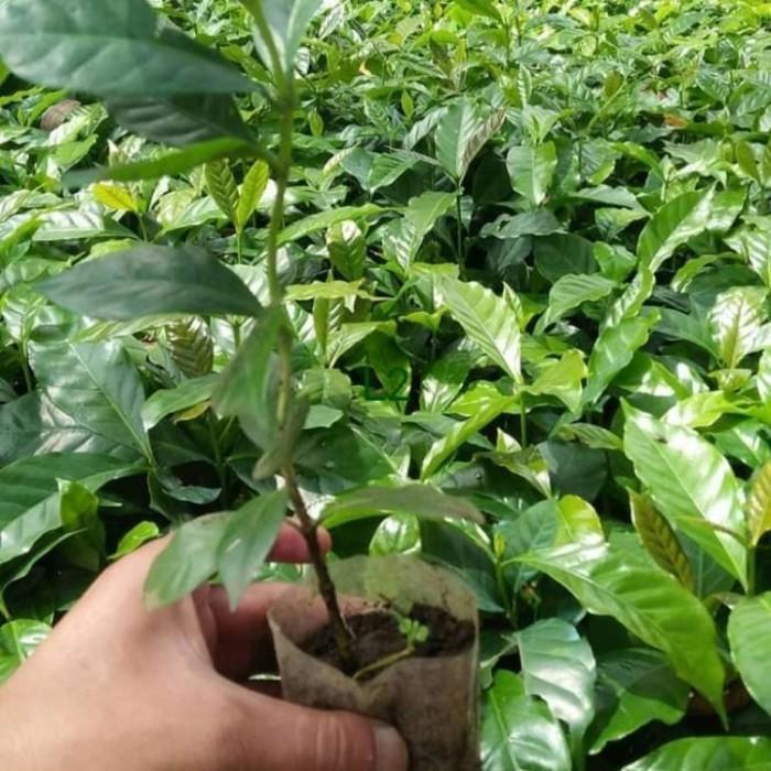 bibit kopi arabika bibit tanaman berkualitas