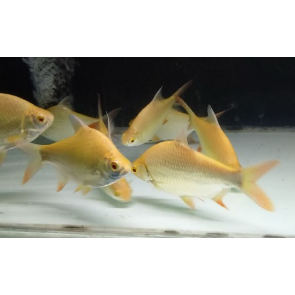 Kaviat Albino ( PAKET ISI 3 ) mata merah size 7-8 cm omtekfarm