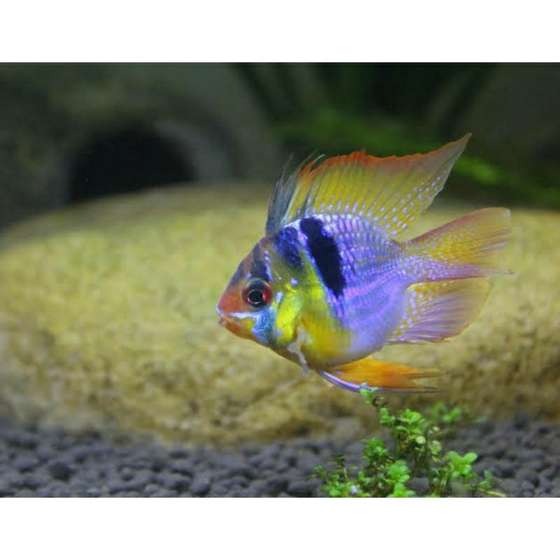 Ikan Hias Ramirezi Fis German Aquascape / Tetra Ramirezi Jerman Aquarium Fish jos