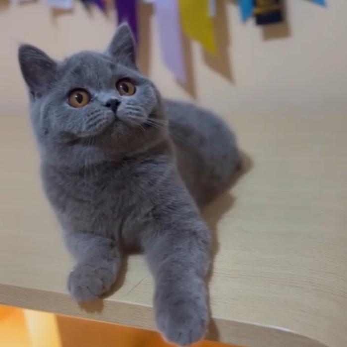 kucing british shorthair jantan scottis shorthair