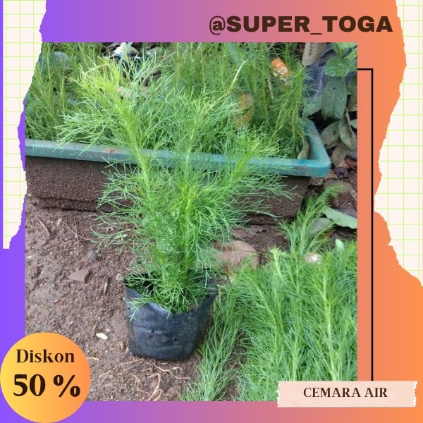 Paket 5 tanaman hias Cemara air /tanaman pagar bibit cemara air bibit cemara pagar