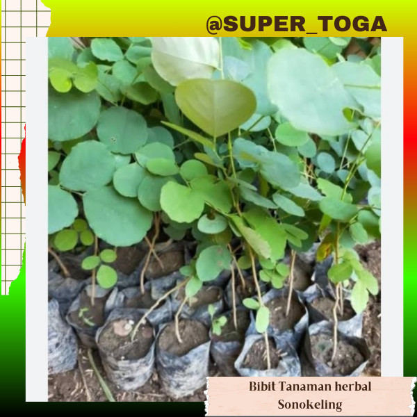 promo bibit tanaman kayu sonokeling bibit sonokeling pohon sonokeling sono keling