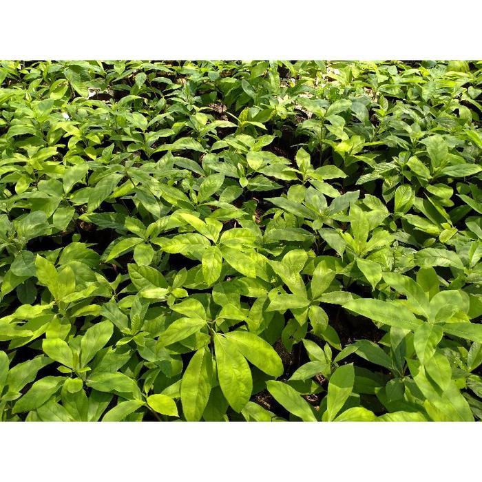 TANAMAN ALPUKAT//SEEDLING OF ALPUKAT