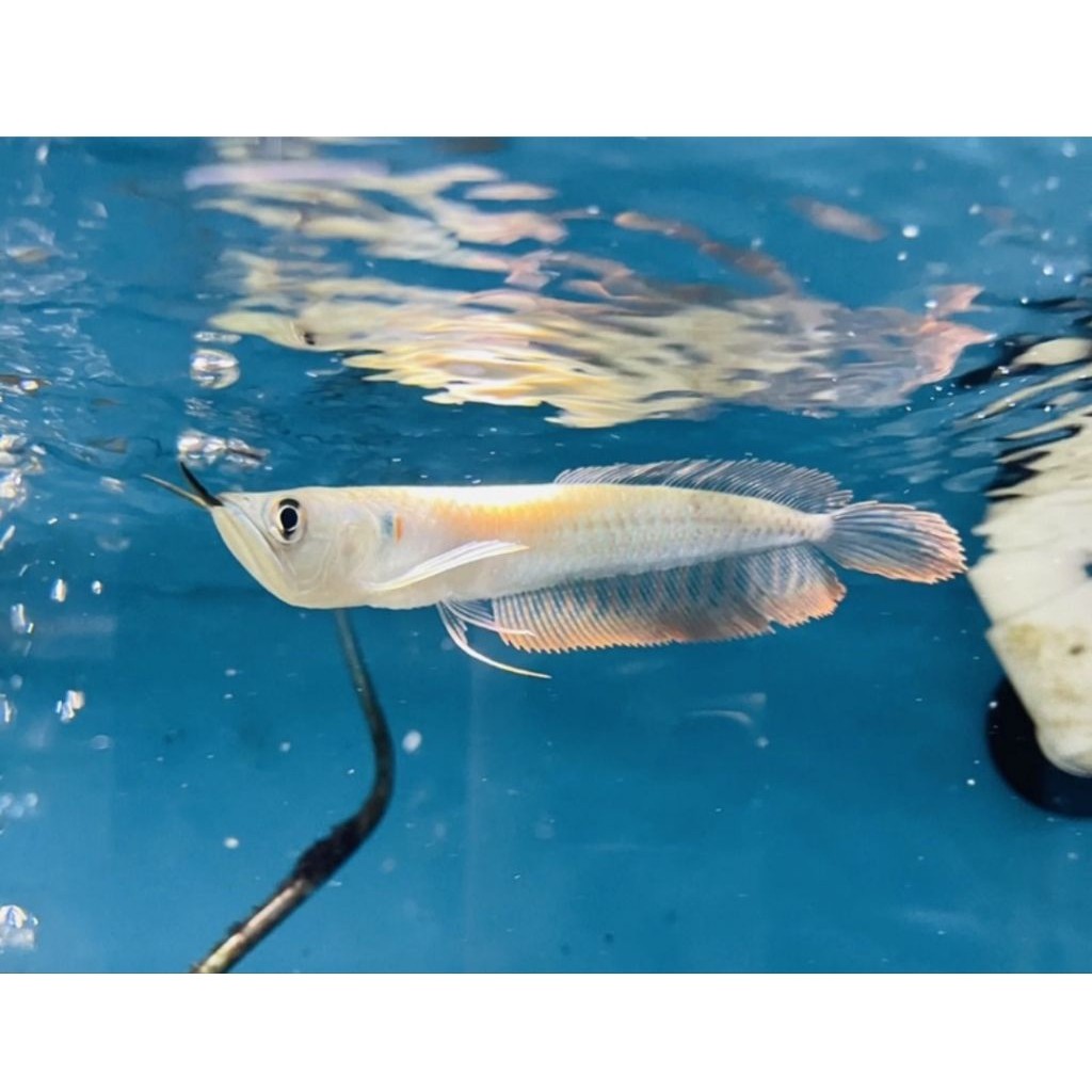 Hiasan Aquarium Arwana Silver Red 11-12 cm Bergaransi 100% bisa COD