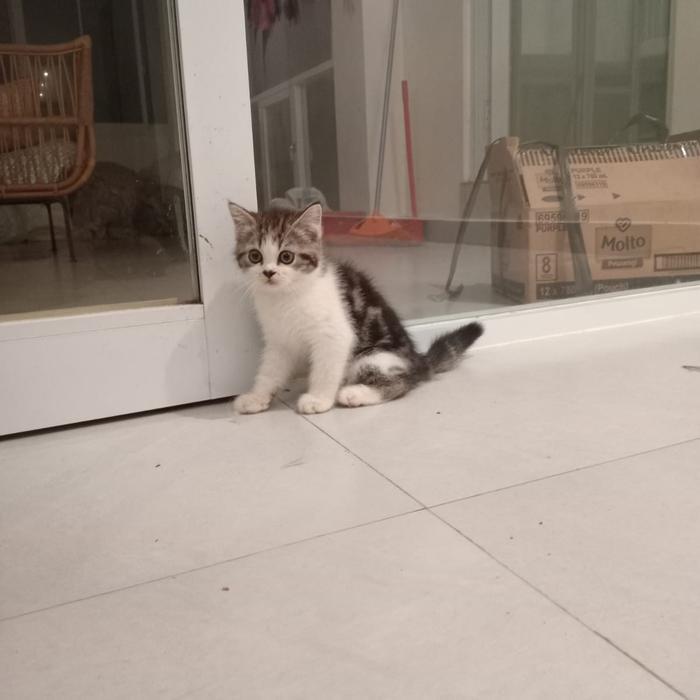 kucing persia medium 4bulan betina