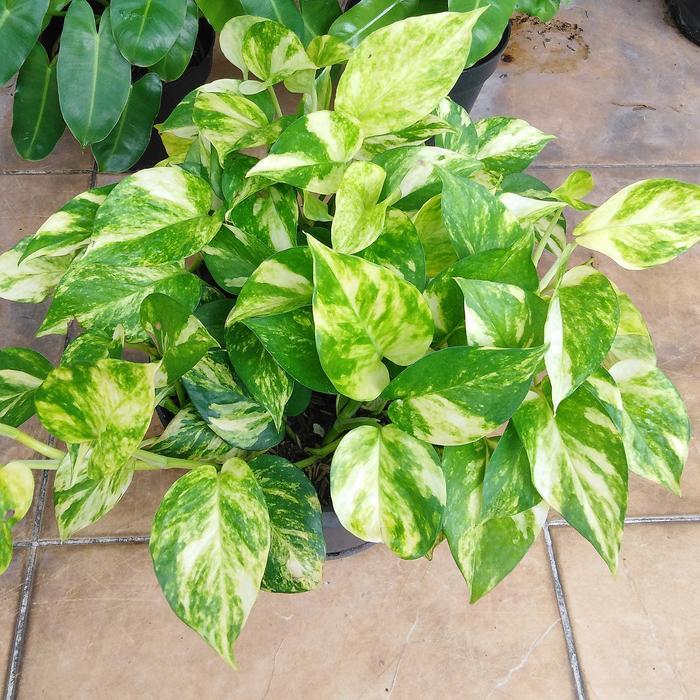 Epipremnum Golden Photos Sirih Gading Varigata Kuning