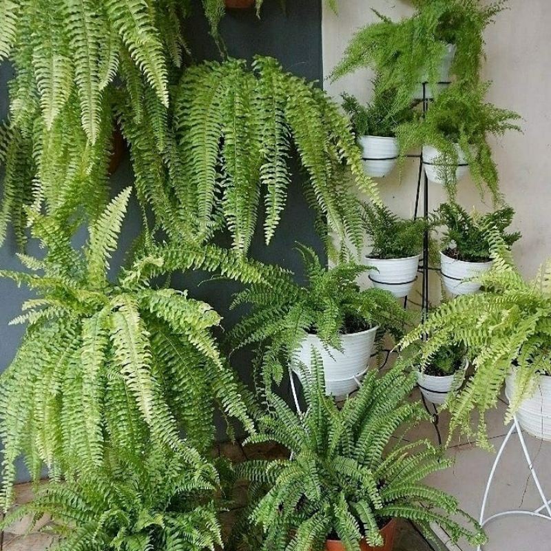 pakis bostom/paku pakuan hutan/pakis boston/pakis tempel