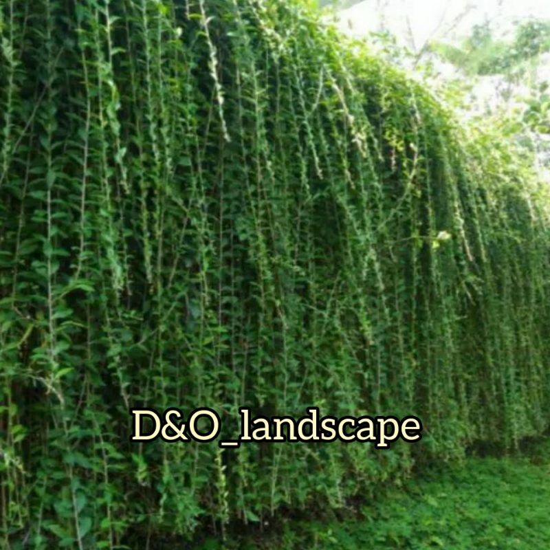 PROMO 3.3 tanaman hias Lee Kwan yew  PANJANG 40-50cm  // tanaman hias menjuntai Lee Kwan yew