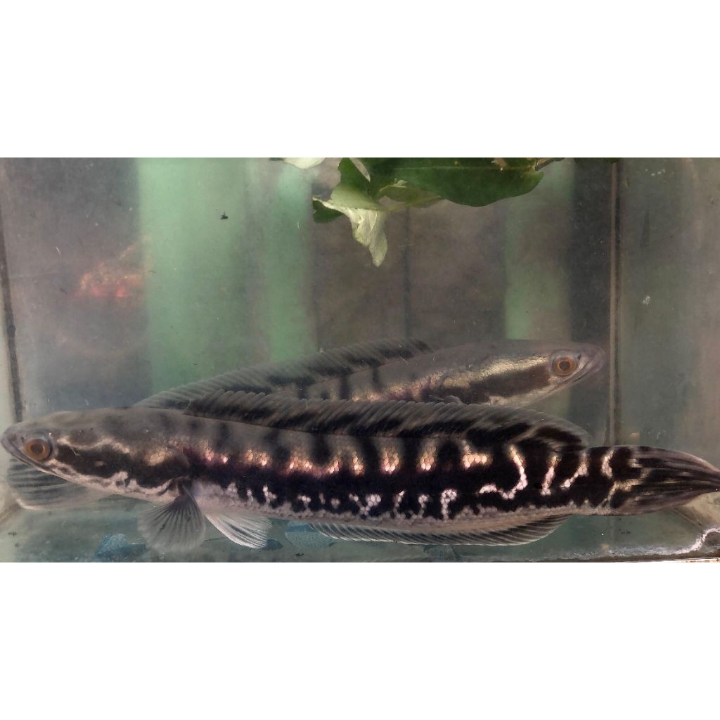 AUPSHOP Ikan Toman 37-38cm Warna Ungu Hijau Jumbo