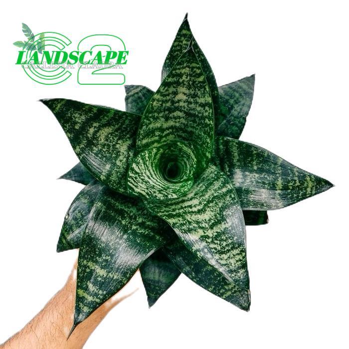 Tanaman hias sansivera mini hijau - Sansivera mini kodok - Sansivera mini hijau