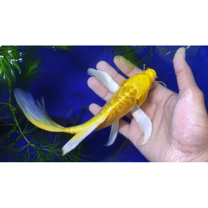 TERLARIS Koi Ogon Slayer/Kumpay Size 15-18 cm Bergaransi