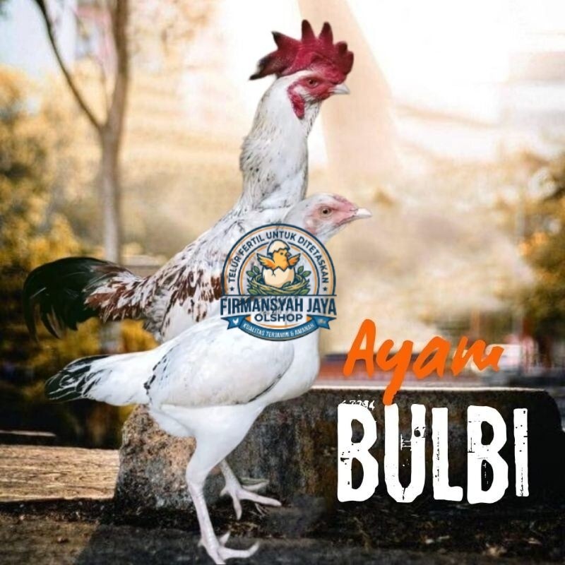 Telur Tetas Ayam Pama Bulbi Calon petarung Siap Untuk ditetaskan Firmansyah jaya shop
