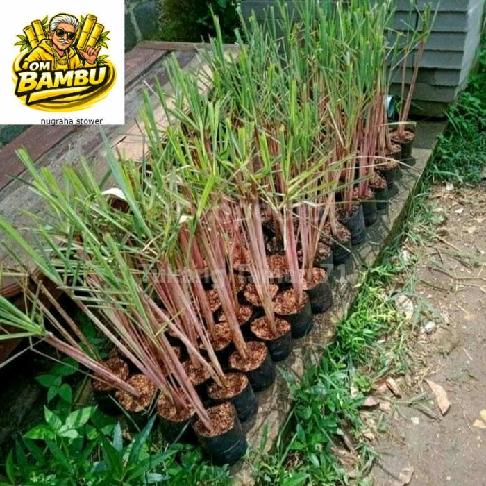 Sereh merah segar 1 kg sereh wangi/sereh merah