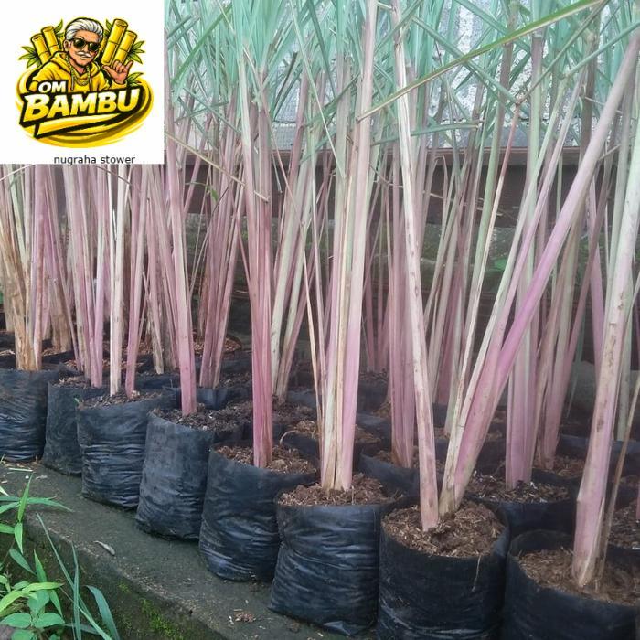 sereh Merah wangi 1 kg sereh wangi/sereh merah