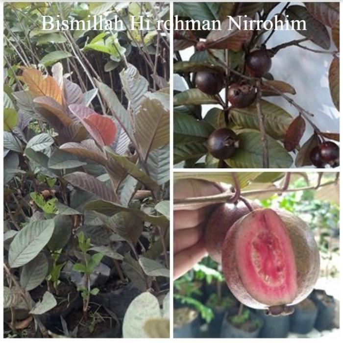 Bibit Tanaman Jambu Biji Merah Australia | Jambu Australia