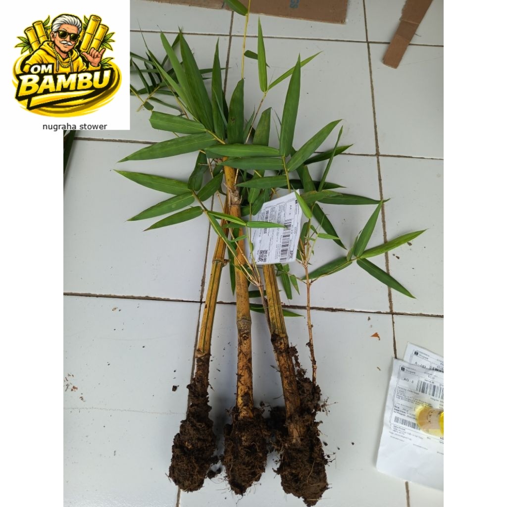bibit bambu kuning tanaman hias bambu kuning mini