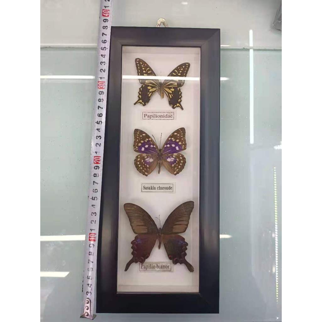 1 set of 3 Butterfly Real Specimen butterfly specimen photo frame craft /Butterfly Specimen Artwork